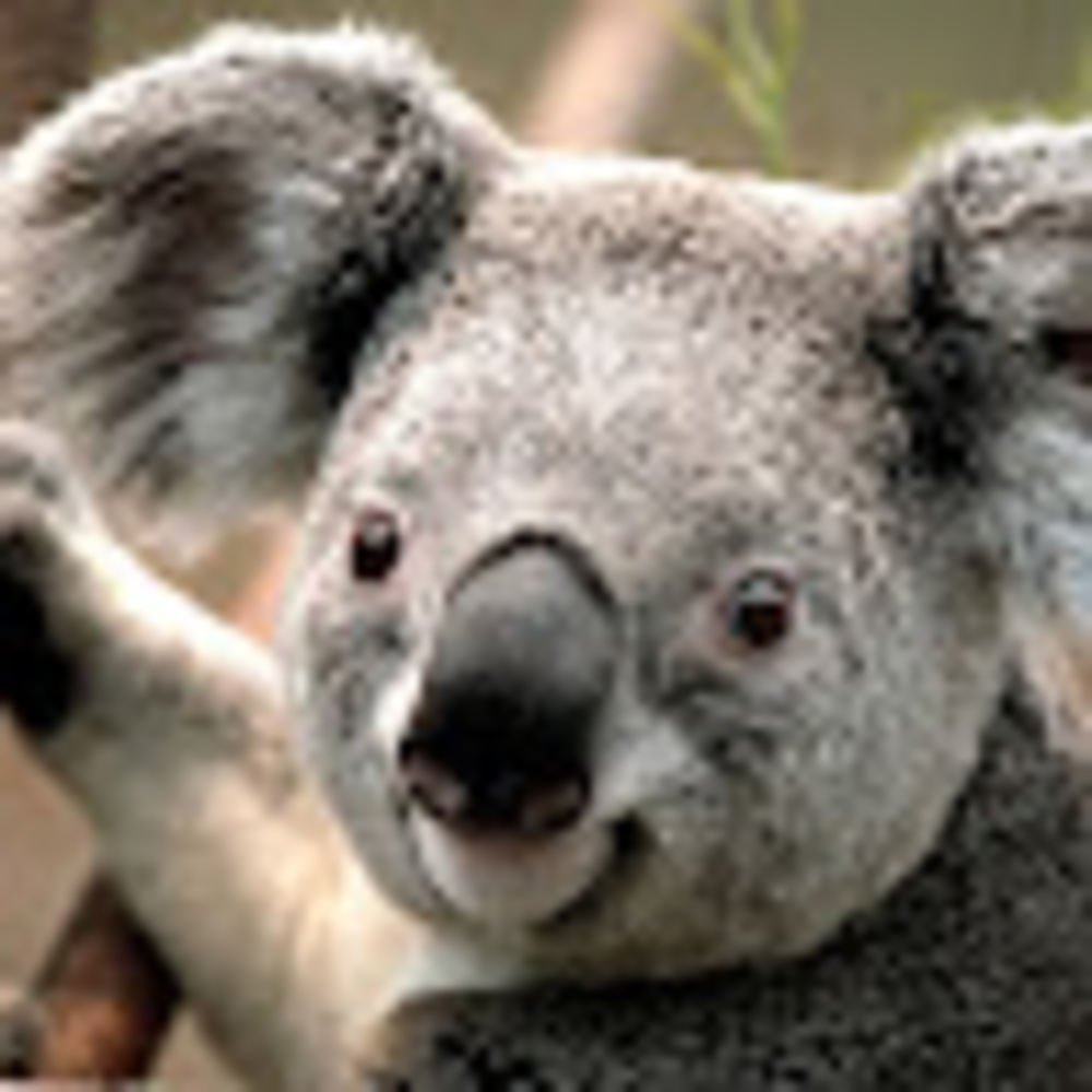 Meet your Posher, The